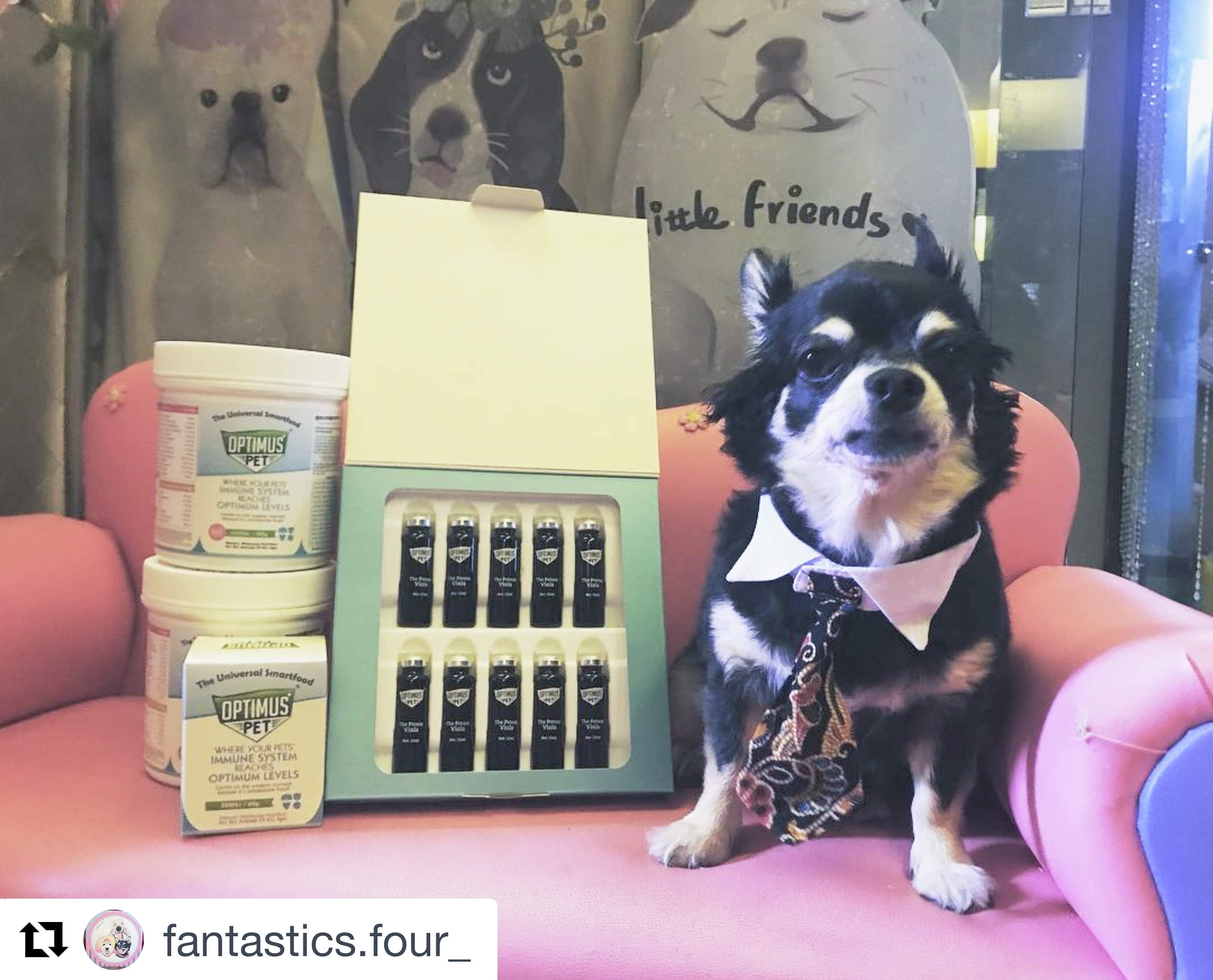 A Chihuahua in a shirt collar and tie beside an open box of The Potent Vials