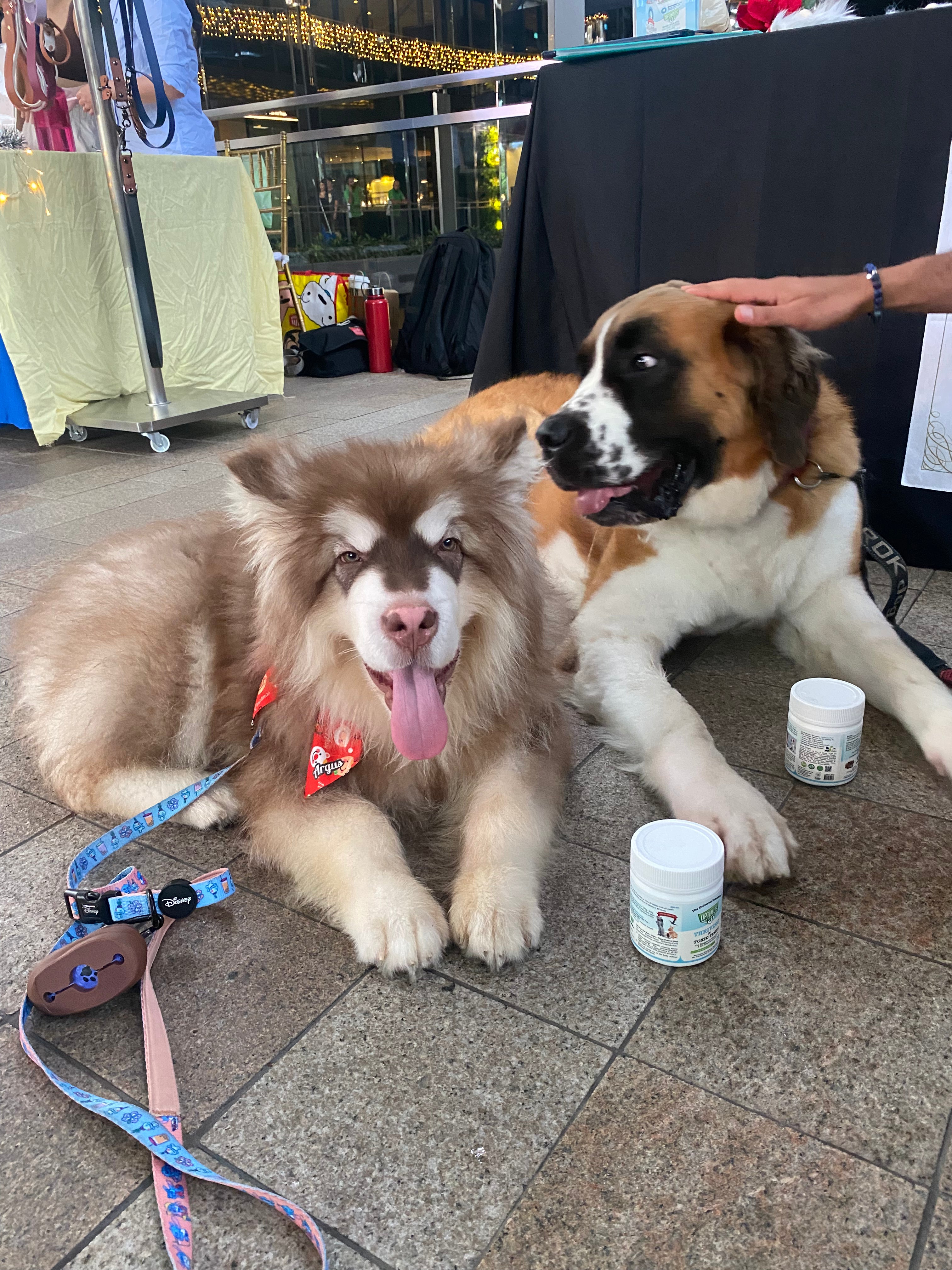 Two dogs lying on a tiled floor at an outdoor event, with a person's hand resting on the dog on the right. Two Optimus Pet blue series are placed in front of them, along with leashes and collars.