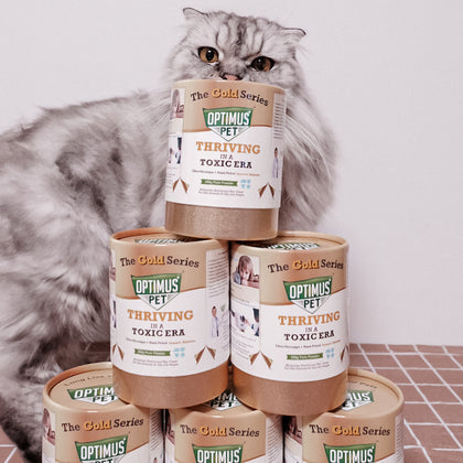 A fluffy gray cat sits behind a pyramid stack of Optimus Pet Gold Series, on a checkered surface against a plain light background.