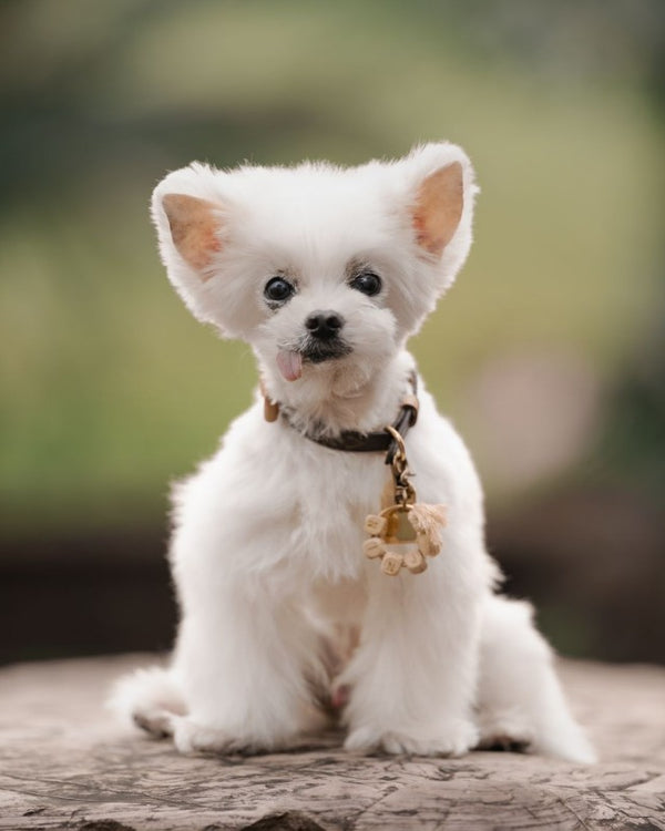 Ninja, 14-year-old Maltese, after