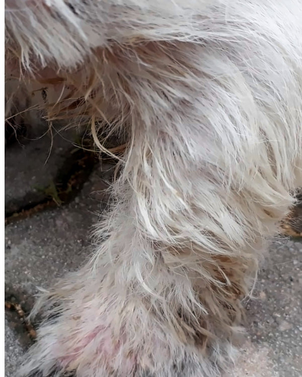 Paws, before and after, after