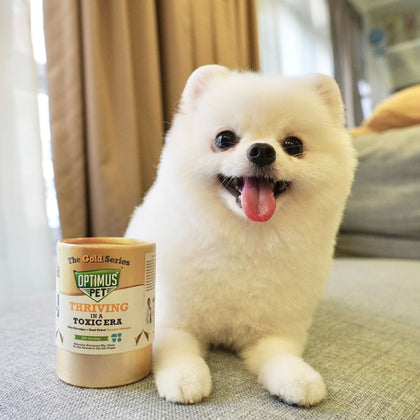 A small fluffy white dog sits indoors next to a bottle of the gold series optimus pet. The dog is smiling with its tongue out, and the background shows a softly blurred home interior with curtains and cushions.