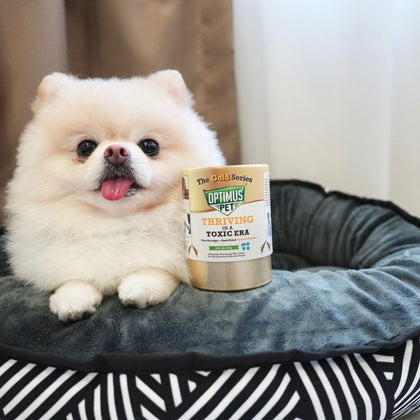 A fluffy cream Pomeranian dog sits in a black and white patterned pet bed next to a  gold series bottle of optimus pet.