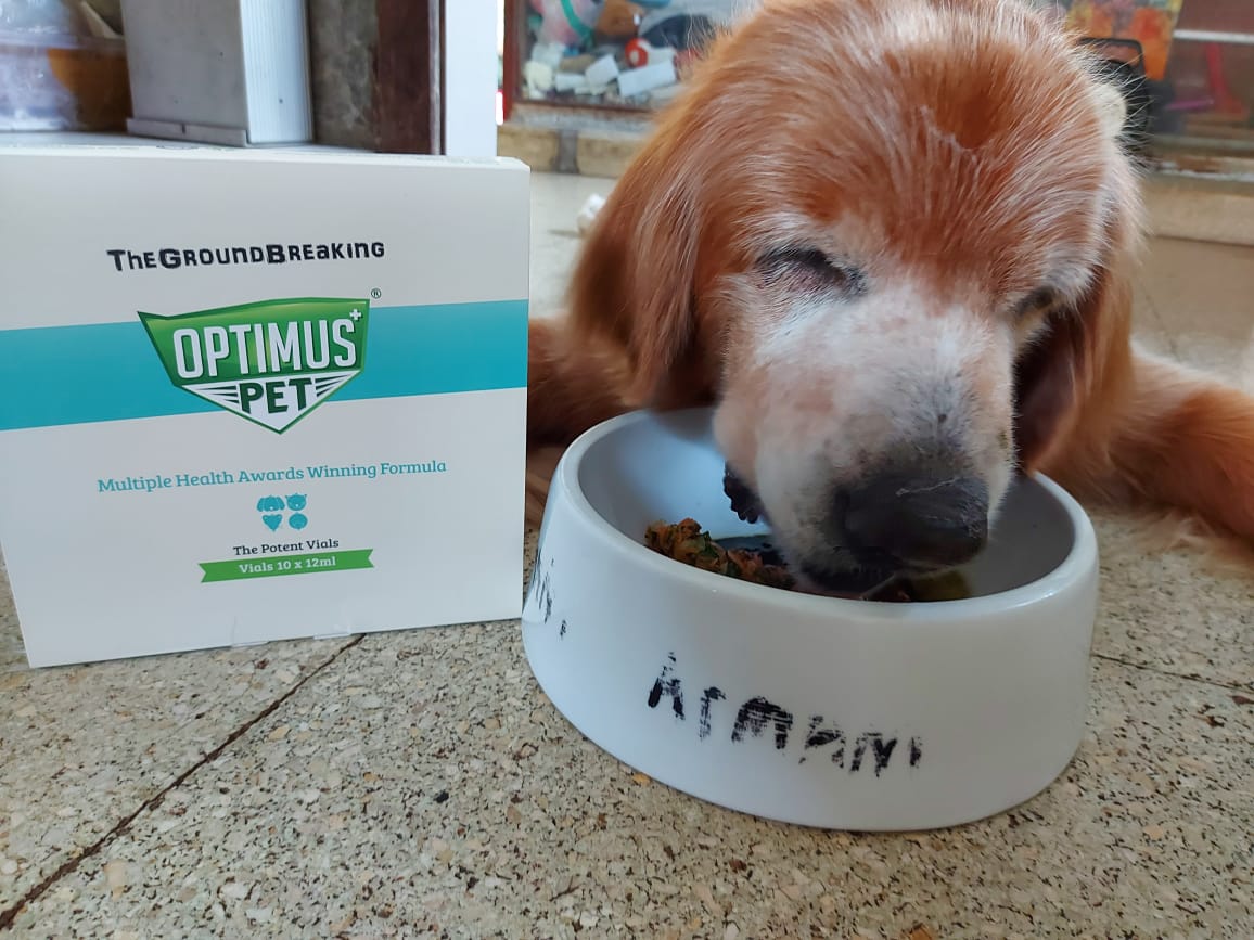 A senior golden retriever eating from a bowl beside a box of The Potent Vials