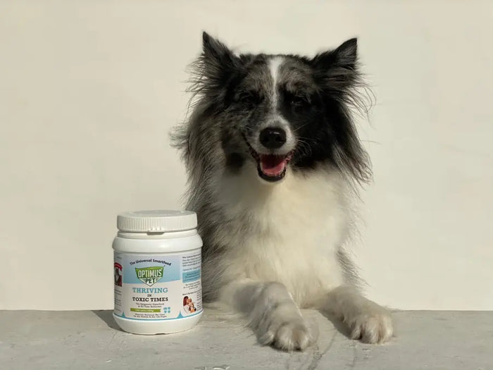 A fluffy collie posing next to an Optimus Pet jar