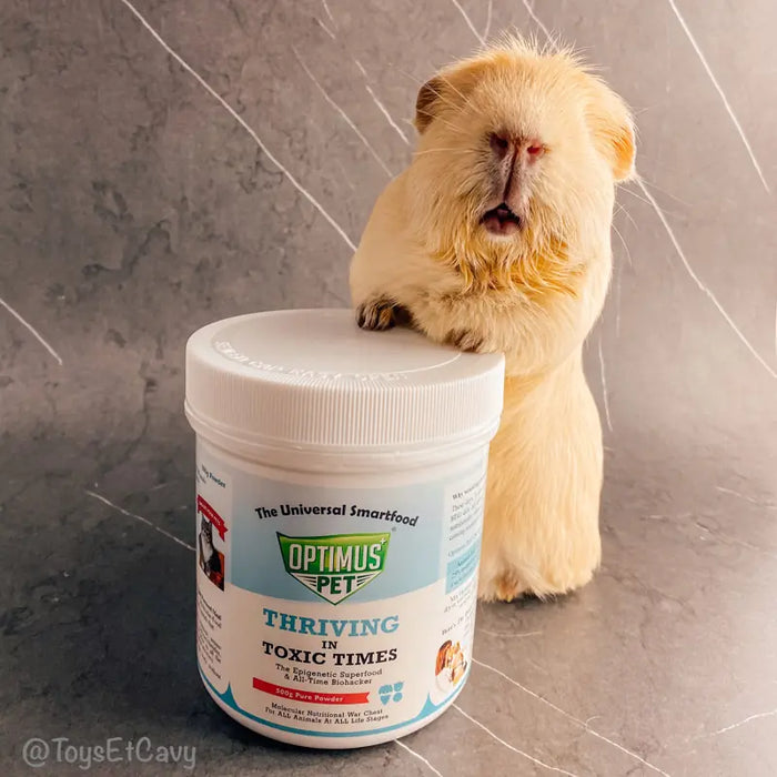 A guinea pig leaning on an Optimus Pet powder jar
