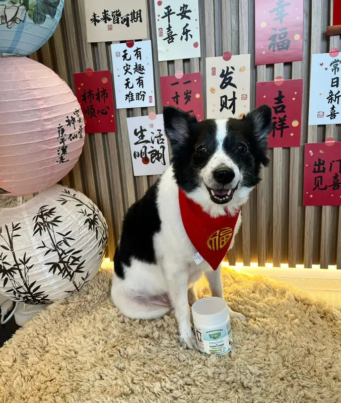 A dog in a red bandana with an Optimus Pet jar