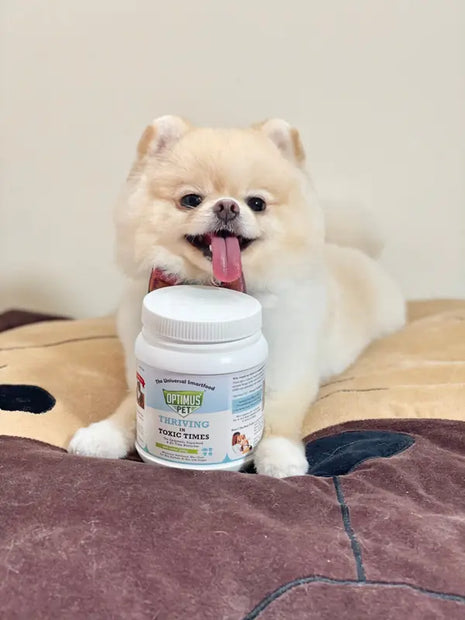 A fluffy Pomeranian with an Optimus Pet jar