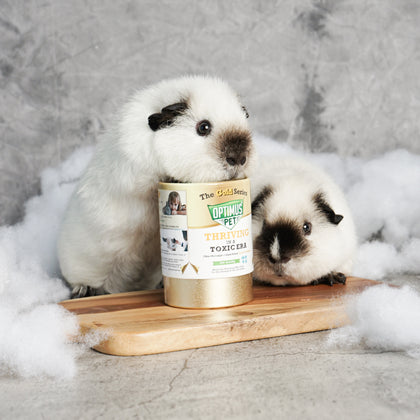 Two guinea pigs sit on a wooden board surrounded by white stuffing, with a can of gold series Optimus Pet