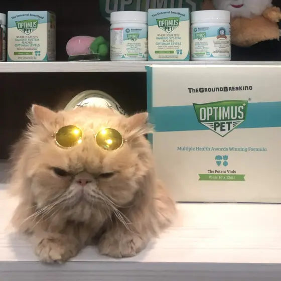 A ginger Persian cat in gold sunglasses beside a box of The Potent Vials